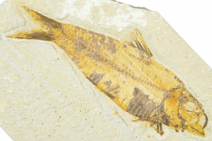 Detailed Fossil Fish (Knightia) - Wyoming #331038